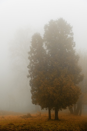 Dense Fog and Smoke Increases Crash Risks - Spivey Law Firm, Personal Injury Attorneys, P.A.