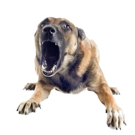 Who is responsible when dogs bite or attack - Spivey Law Firm, Personal Injury Attorneys, P.A.