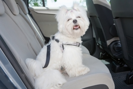 Pet Restraint Failure May Cause Accidents - Spivey Law Firm, Personal Injury Attorneys, P.A.