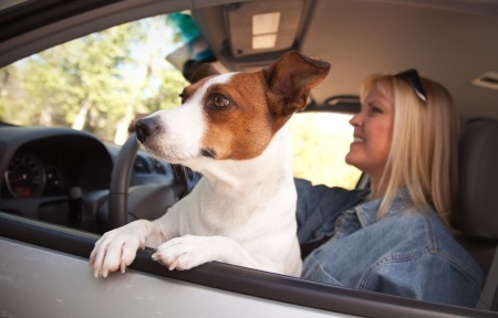 Pet in Driver's Lap -Spivey Law Firm, Personal Injury Attorneys, P.A.