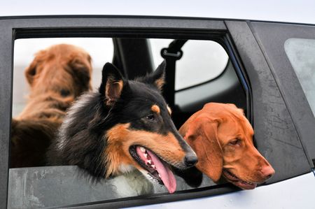 Unrestricted Pets Still Seen in Drivers' Laps, Spivey Law Firm, Personal Injury Attorneys, P.A.
