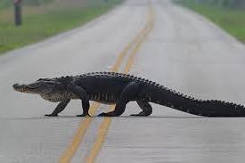 Aligator crossing the road
