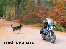 Dog and motorcycle - Spivey Law Firm, Personal Injury Attorneys, P.A.